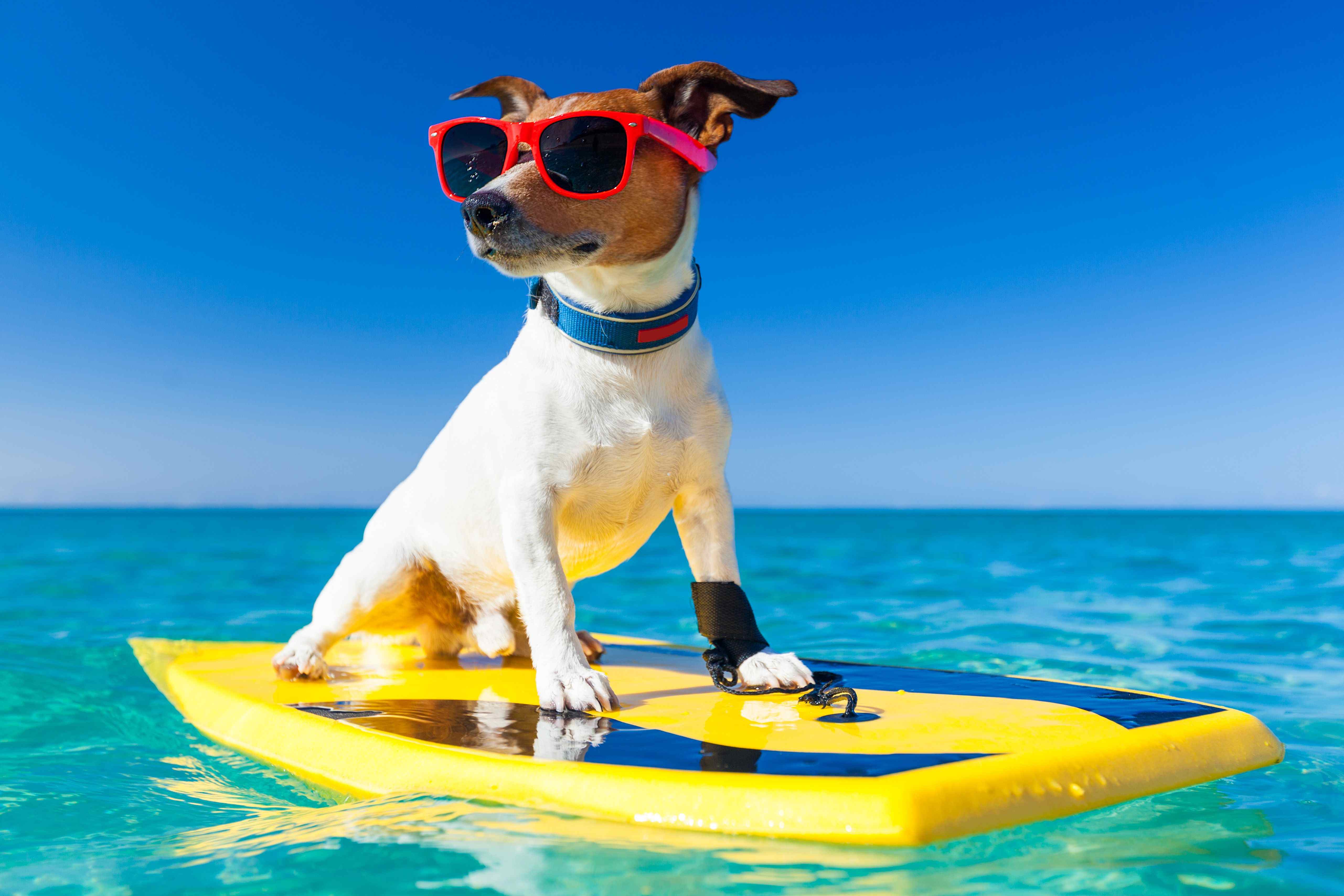 Top pet friendly holidays in the UK for National Pet Month